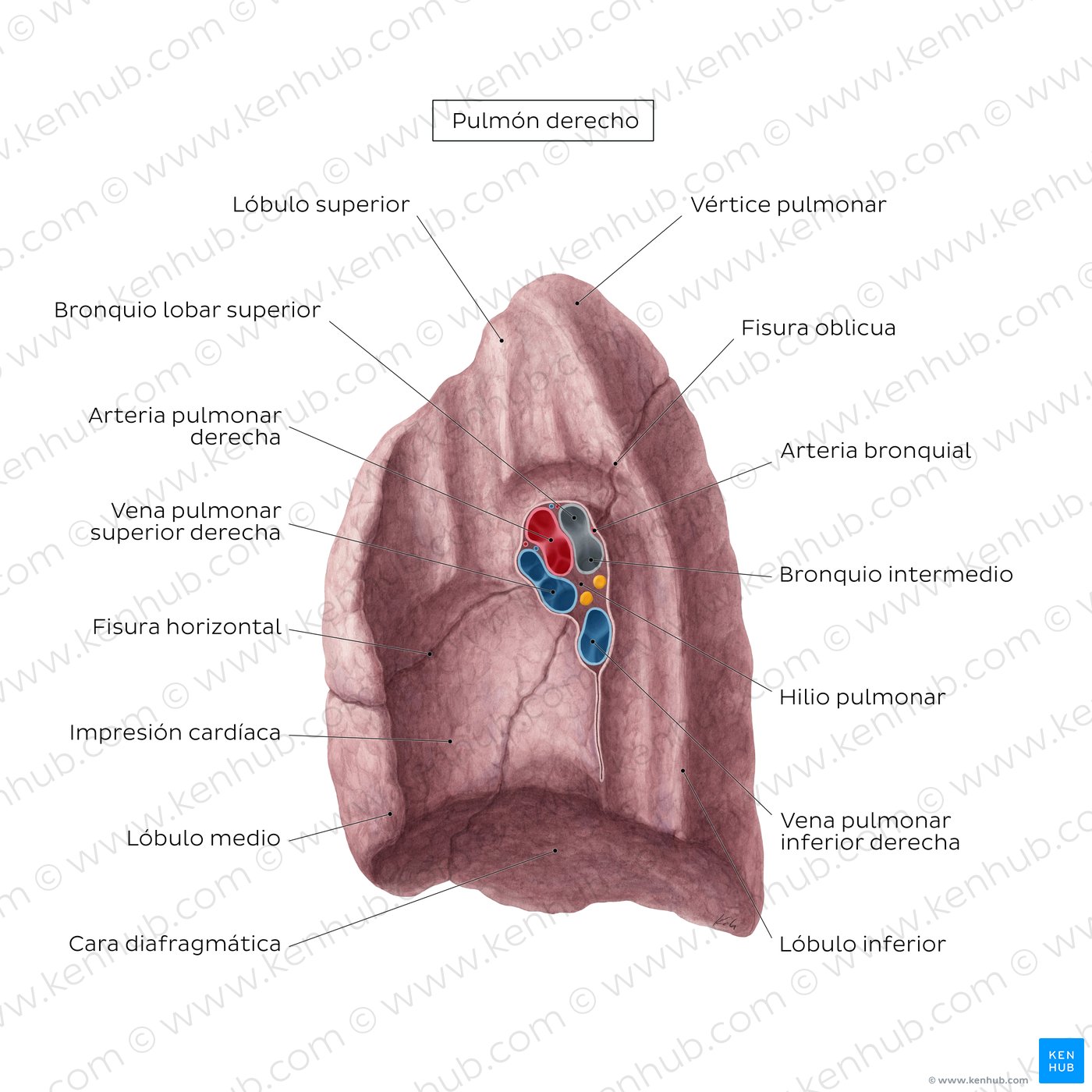 Vista medial del pulmón derecho