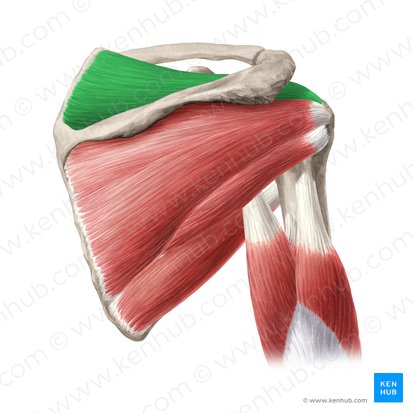 Músculo supra-espinal (Musculus supraspinatus); Imagem: Yousun Koh