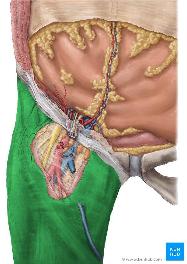 Fascia lata: Anatomy and blood supply