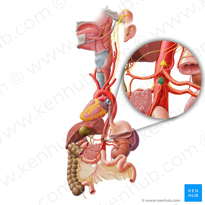 Gânglio mesentérico superior (Ganglion mesentericum superius); Imagem: Paul Kim