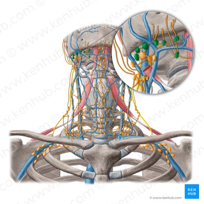 Linfonodos submandibulares (Nodi lymphoidei submandibulares); Imagem: Yousun Koh