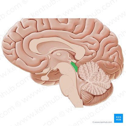 Tectum of midbrain (Tectum mesencephali); Image: Paul Kim