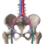 Femoral artery