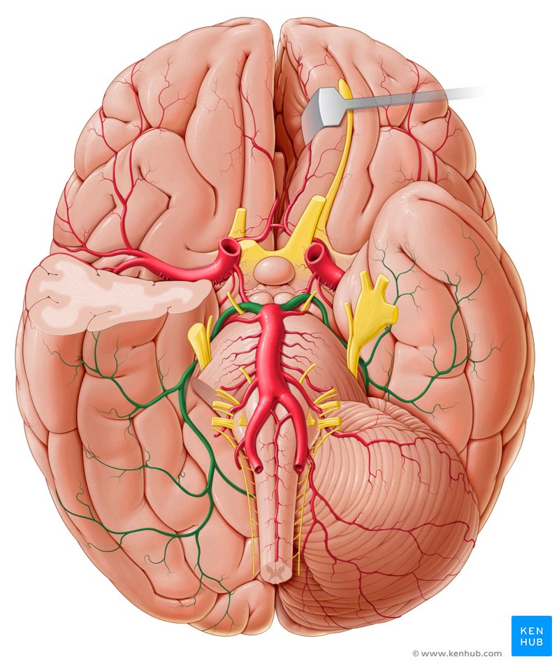 Posterior cerebral artery (arteria cerebri posterior)