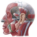 Vena facialis