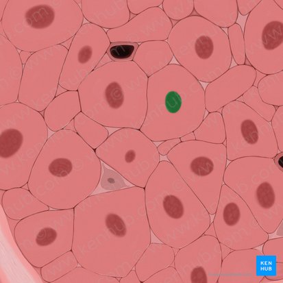 Nucleus of smooth muscle cell (Nucleus myocyti levis); Image: Tal Bavli Ziv
