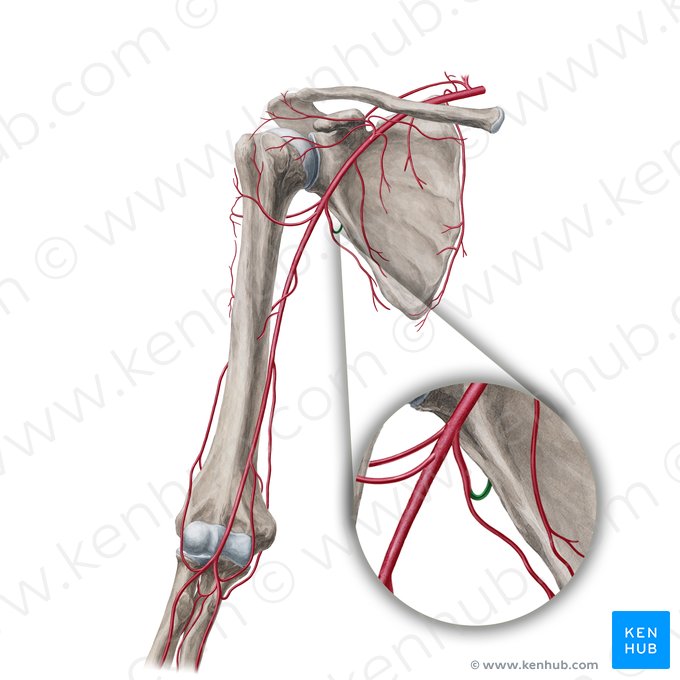 Arteria circumflexa scapulae (Schulterblattkranzarterie); Bild: Yousun Koh