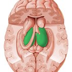 Estruturas subcorticais