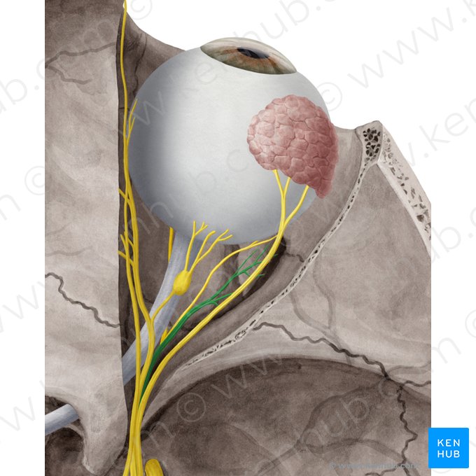 Abducens nerve (Nervus abducens); Image: Yousun Koh
