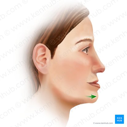 Protraction of mandible (Protractio mandibulae); Image: Paul Kim