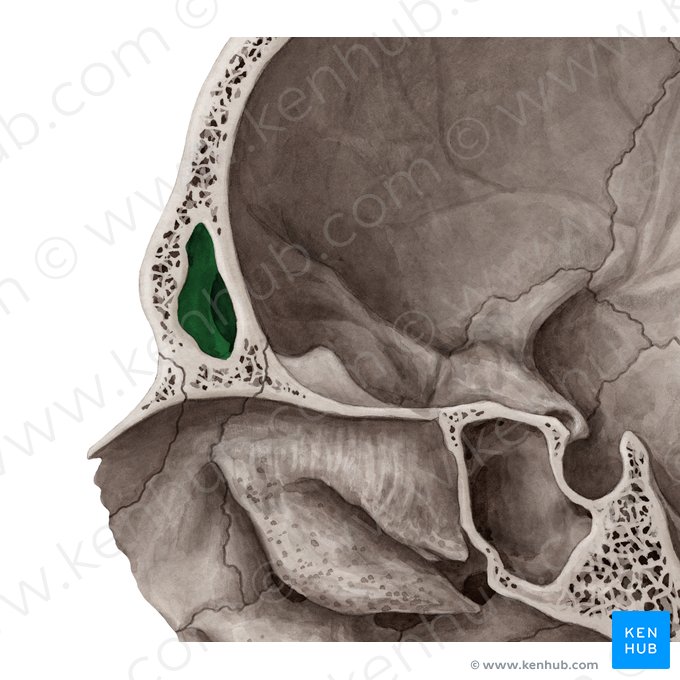Seio frontal (Sinus frontalis); Imagem: Yousun Koh