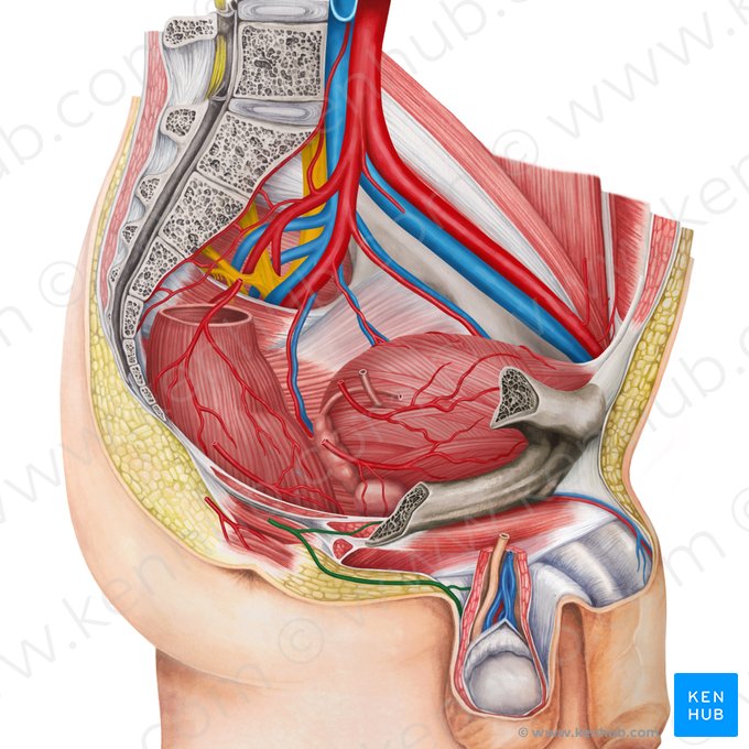 Internal pudendal artery (Arteria pudenda interna); Image: Irina Münstermann