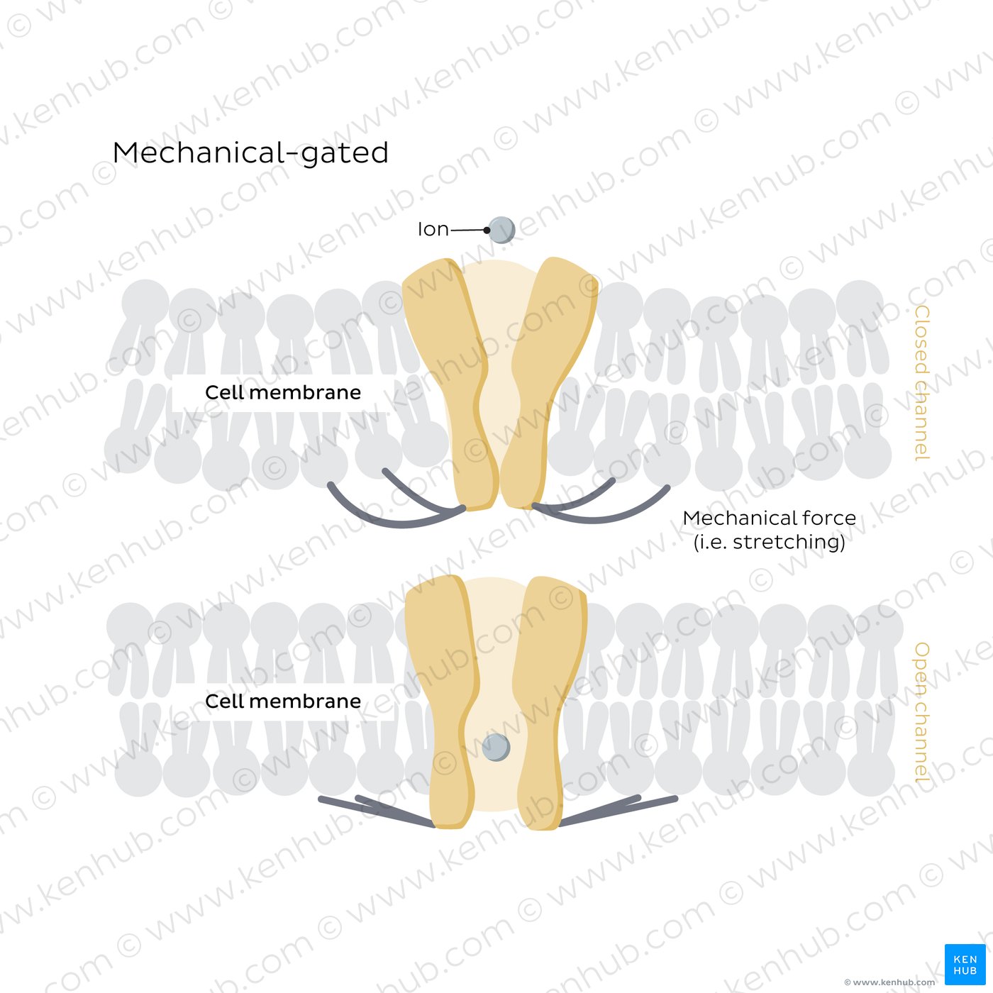 Mechanical-gated ion channels