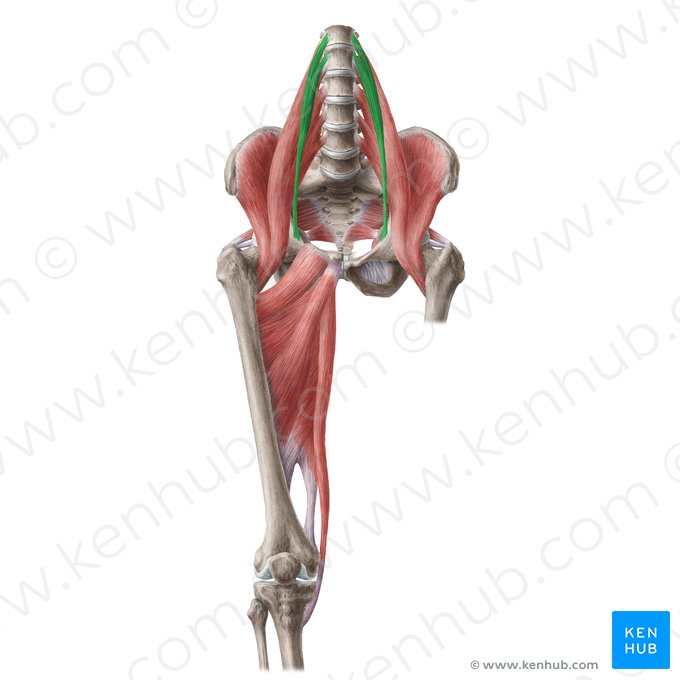 Músculo psoas menor (Musculus psoas minor); Imagen: Liene Znotina