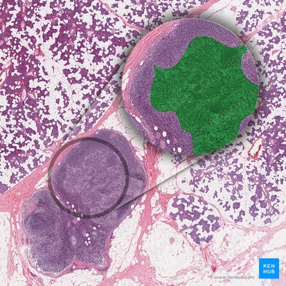 Medulla of lymph node (Medulla nodi lymphoidei); Image: 