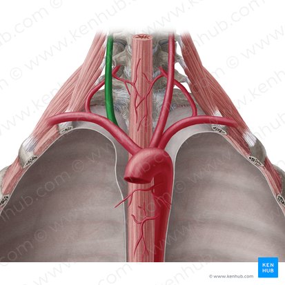 Right common carotid artery (Arteria carotis communis dextra); Image: Yousun Koh