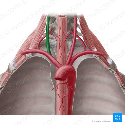Arteria carótida común derecha (Arteria carotis communis dextra); Imagen: Yousun Koh