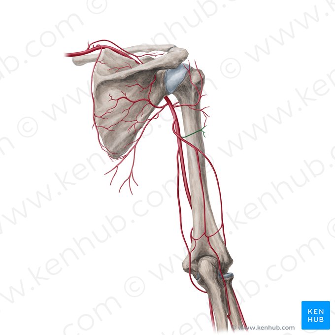 Rama deltoidea de la arteria braquial profunda (Ramus deltoideus arteriae profundae brachii); Imagen: Yousun Koh
