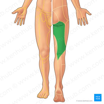 Posterior femoral cutaneous nerve (Nervus cutaneus posterior femoris); Image: Paul Kim