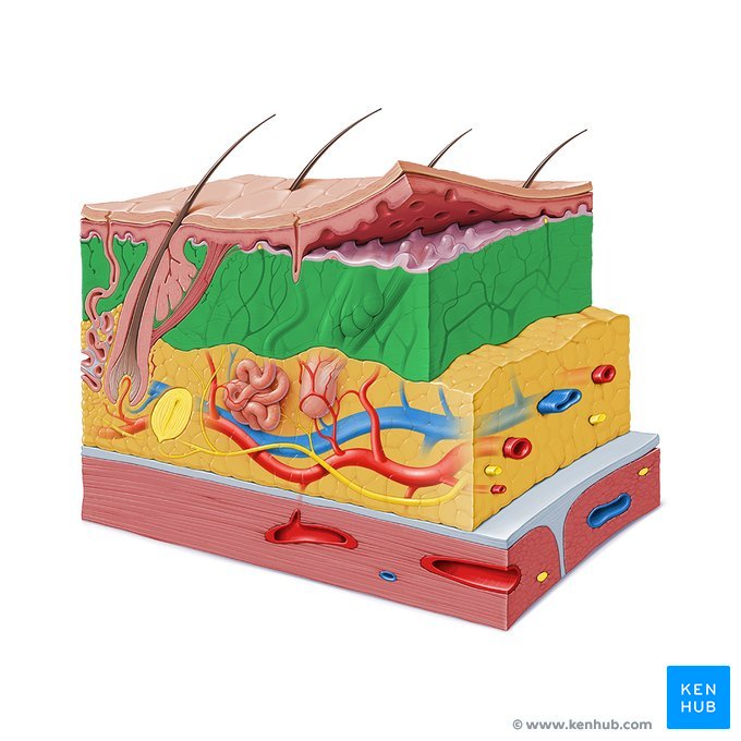 Reticular layer of dermis anatomy and function kenhub
