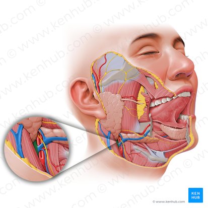 Vena jugularis interna (Innere Drosselvene); Bild: Paul Kim