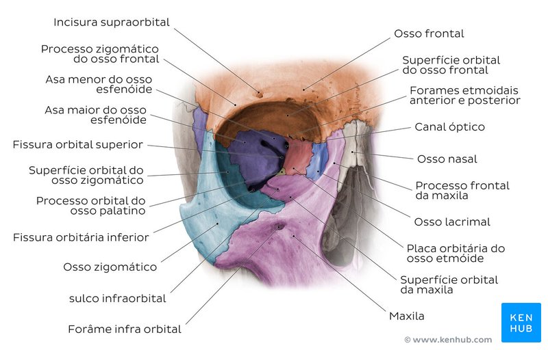 Esqueleto facial - vista anterior 