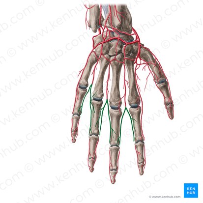 Dorsal digital arteries of hand (Arteriae digitales dorsales manus); Image: Yousun Koh