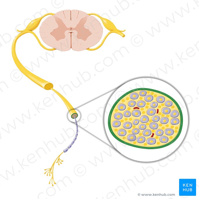 Perineurium; Image: Paul Kim