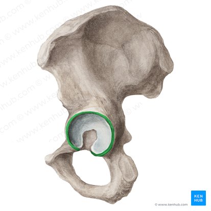 Borde del acetábulo (Margo acetabuli); Imagen: Liene Znotina