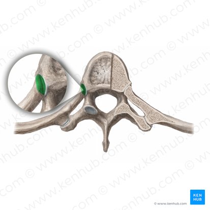 Joint of head of rib (Articulatio capitis costae); Image: Begoña Rodriguez