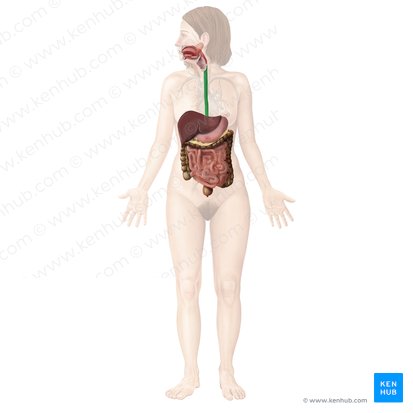 Esófago (Oesophagus); Imagen: Begoña Rodriguez