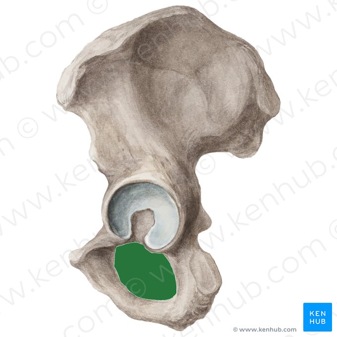 Forame obturado (Foramen obturatum ossis coxae); Imagem: Liene Znotina