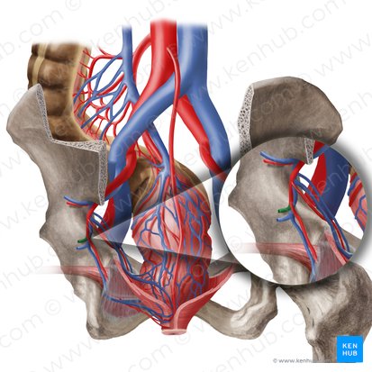 Arteria glútea inferior (Arteria glutea inferior); Imagen: Begoña Rodriguez