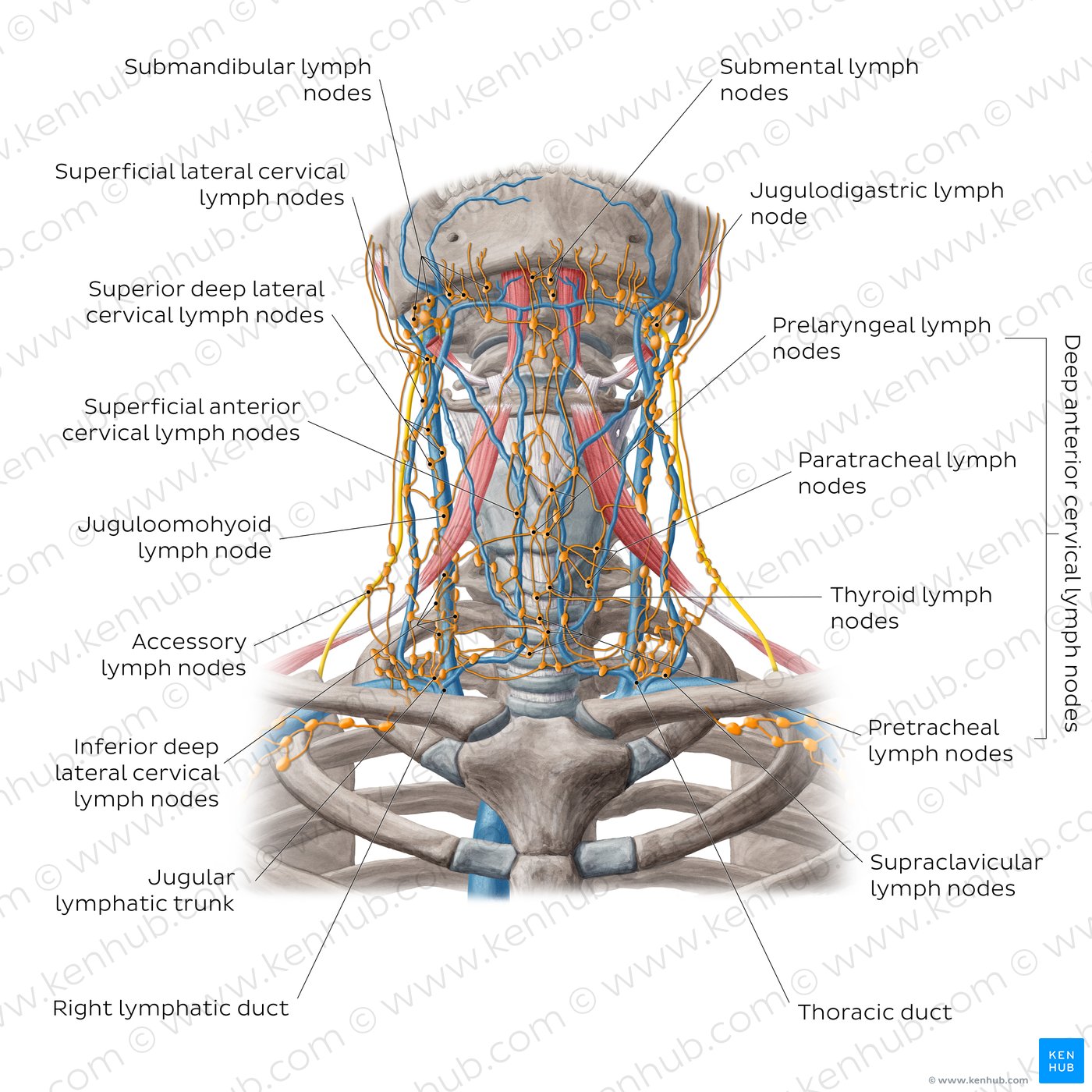 Lymph nodes of the neck