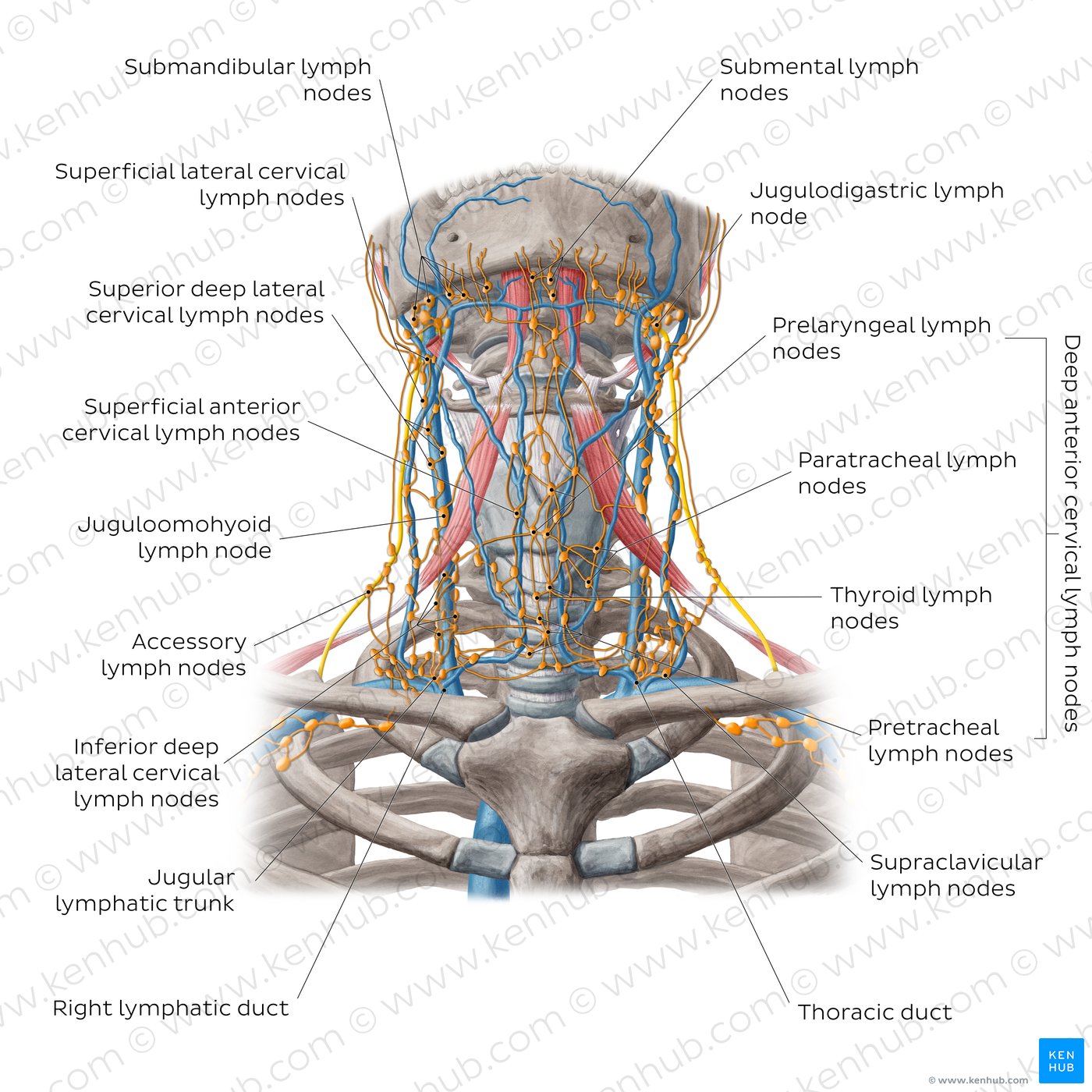 Where Are Collarbone Lymph Nodes At Karleen Bumgarner Blog