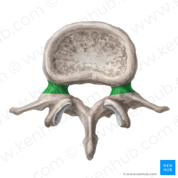 Pedículo do arco vertebral (Pediculus arcus vertebrae); Imagem: Liene Znotina