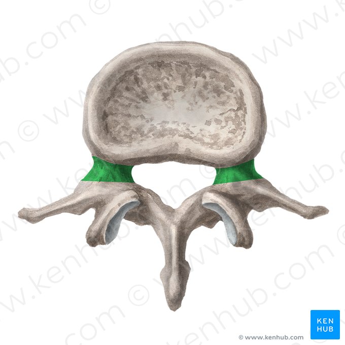 Pédicule de l'arc vertébral (Pediculus arcus vertebrae); Image : Liene Znotina