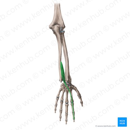 Músculo extensor do indicador (Musculus extensor indicis); Imagem: Yousun Koh