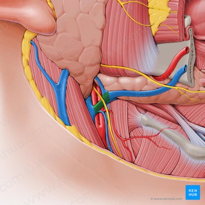 Vena facial común (Vena facialis communis); Imagen: Paul Kim