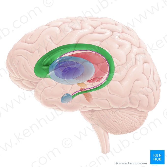 Núcleo caudado (Nucleus caudatus); Imagem: Paul Kim