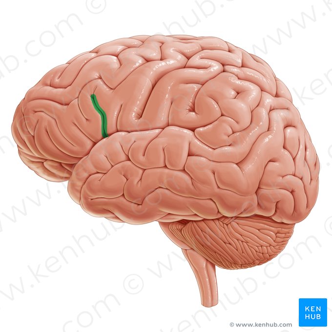 Ramo ascendente del surco lateral cerebral (Ramus ascendens sulci lateralis); Imagen: Paul Kim
