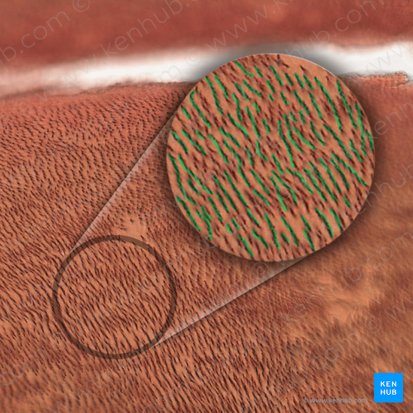 Tubules de la dentine; Image : 