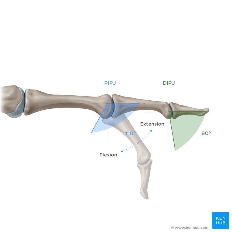  Typical range of motion (RoM) at proximal interphalangeal joint (PIPJ) and distal interphalangeal joint (DIPJ)