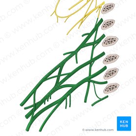 Plexo braquial (Plexus brachialis); Imagen: Begoña Rodriguez