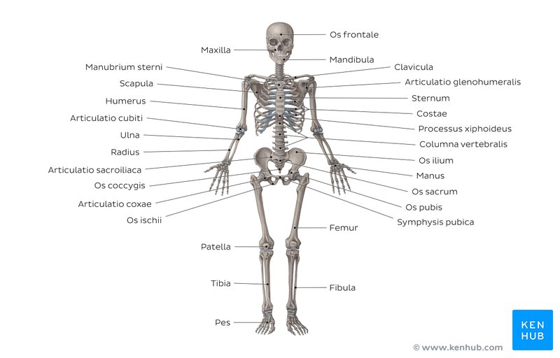 Lerne dieses Übersichtsbild über die Hauptknochen des Körpers und teste anschließend dein Wissen mit unserem unbeschrifteten Arbeitsblatt (Downloadlink unten)
