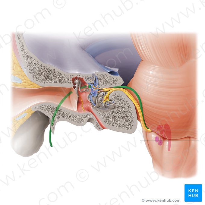 Nervo facial (Nervus facialis); Imagem: Paul Kim