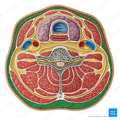 Cervical subcutaneous tissue (Tela subcutanea cervicalis); Image: Irina Münstermann