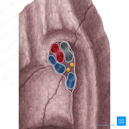 Bronchial artery (Arteria bronchialis); Image: Yousun Koh