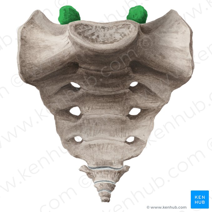 Superior articular process of sacrum (Processus articularis superior sacri); Image: Liene Znotina