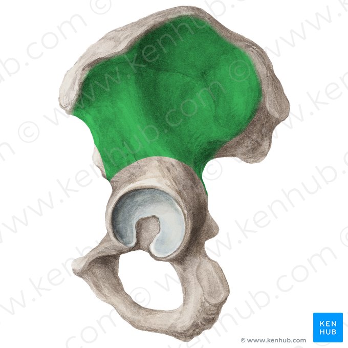 Facies glutea alae ossis ilii (Gesäßseite der Darmbeinschaufel); Bild: Liene Znotina